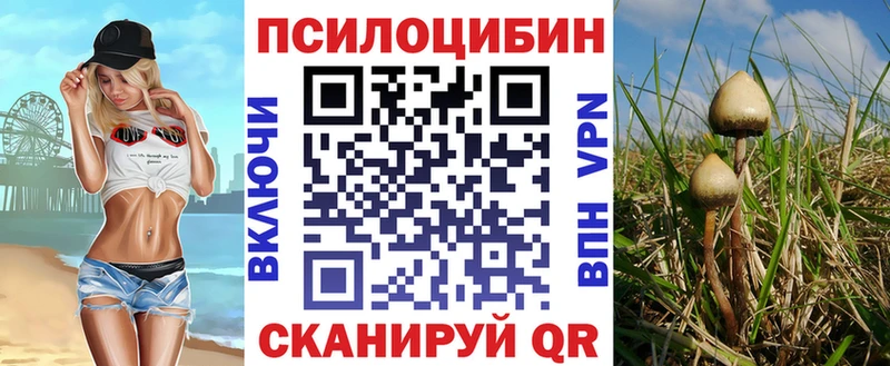 Псилоцибиновые грибы Psilocybe Каргополь